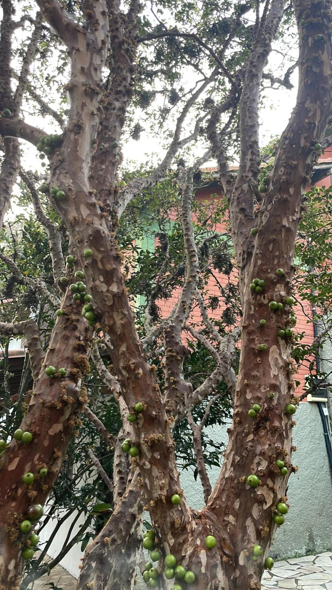 Recanto Dos Passaros Centro Penedo Rj Экстерьер фото